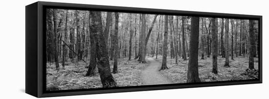 Usa, Michigan, Black River National Forest, Walkway Running Through a Forest-null-Framed Stretched Canvas