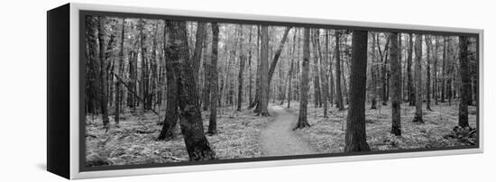 Usa, Michigan, Black River National Forest, Walkway Running Through a Forest-null-Framed Stretched Canvas