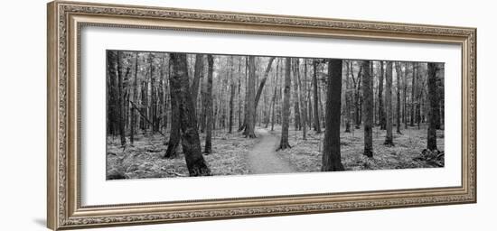 Usa, Michigan, Black River National Forest, Walkway Running Through a Forest-null-Framed Photographic Print