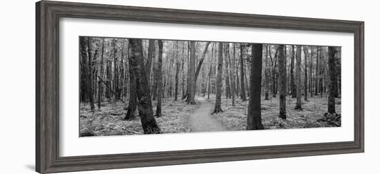 Usa, Michigan, Black River National Forest, Walkway Running Through a Forest-null-Framed Photographic Print