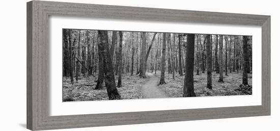 Usa, Michigan, Black River National Forest, Walkway Running Through a Forest-null-Framed Photographic Print