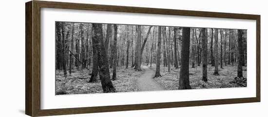 Usa, Michigan, Black River National Forest, Walkway Running Through a Forest-null-Framed Photographic Print