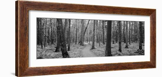 Usa, Michigan, Black River National Forest, Walkway Running Through a Forest-null-Framed Photographic Print