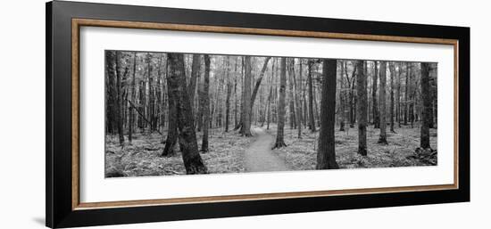 Usa, Michigan, Black River National Forest, Walkway Running Through a Forest-null-Framed Photographic Print