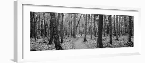 Usa, Michigan, Black River National Forest, Walkway Running Through a Forest--Framed Photographic Print