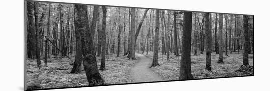 Usa, Michigan, Black River National Forest, Walkway Running Through a Forest-null-Mounted Photographic Print