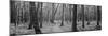 Usa, Michigan, Black River National Forest, Walkway Running Through a Forest-null-Mounted Photographic Print