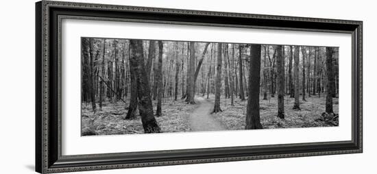 Usa, Michigan, Black River National Forest, Walkway Running Through a Forest-null-Framed Photographic Print