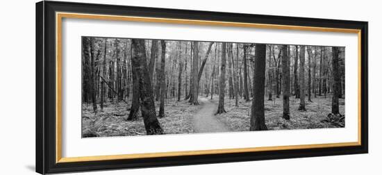 Usa, Michigan, Black River National Forest, Walkway Running Through a Forest-null-Framed Photographic Print