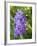 USA, Michigan. Blooming French Lilac.-Anna Miller-Framed Photographic Print