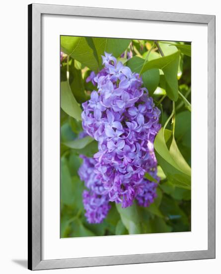 USA, Michigan. Blooming French Lilac.-Anna Miller-Framed Photographic Print