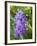 USA, Michigan. Blooming French Lilac.-Anna Miller-Framed Photographic Print