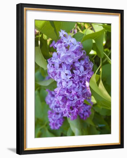 USA, Michigan. Blooming French Lilac.-Anna Miller-Framed Photographic Print