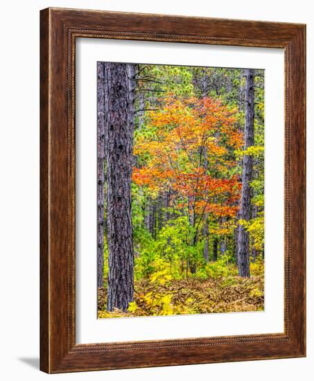 USA, Michigan. Fall color in the hardwood forest of the Upper Peninsula-Terry Eggers-Framed Photographic Print