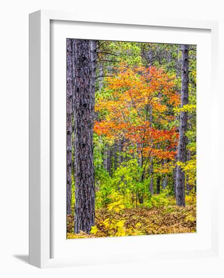 USA, Michigan. Fall color in the hardwood forest of the Upper Peninsula-Terry Eggers-Framed Photographic Print