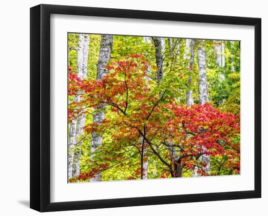 USA, Michigan. Fall color in the hardwood forest of the Upper Peninsula-Terry Eggers-Framed Photographic Print
