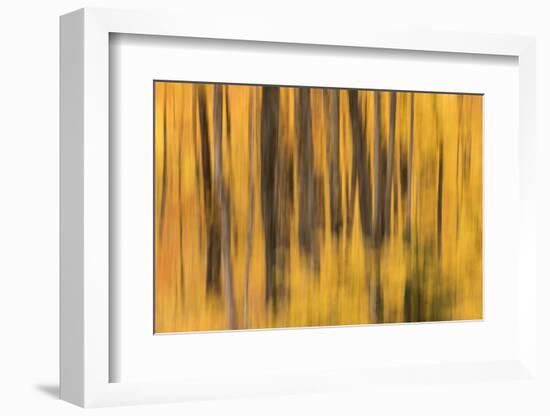 USA, Michigan. Panned abstract of trees with Autumn foliage.-Brenda Tharp-Framed Photographic Print