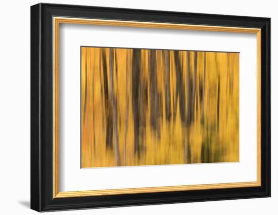 USA, Michigan. Panned abstract of trees with Autumn foliage.-Brenda Tharp-Framed Photographic Print