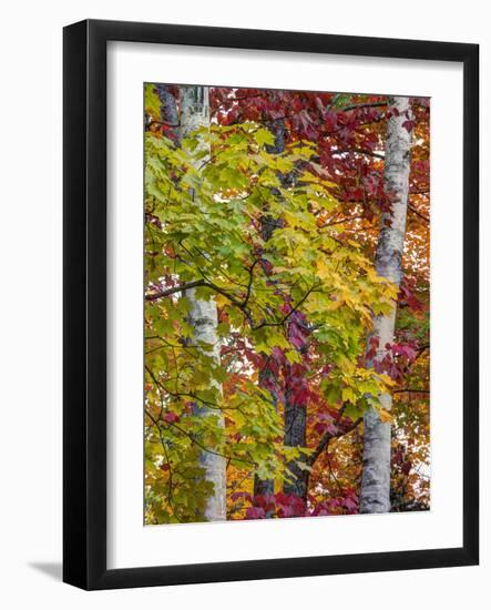 USA, Michigan, Upper Peninsula. Autumn Colors of Maple Leaves-Julie Eggers-Framed Photographic Print