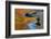 USA, Michigan, Upper Peninsula. Bond Falls Reflections in Fall-Jaynes Gallery-Framed Photographic Print