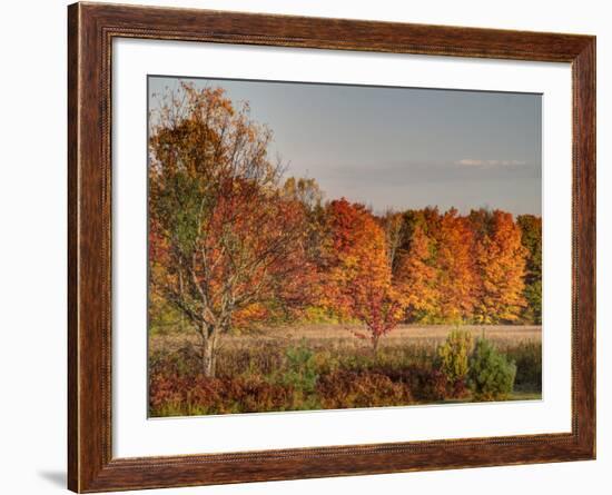 USA, Michigan, Upper Peninsula. Fall Colors in Hiawatha NF-Julie Eggers-Framed Photographic Print