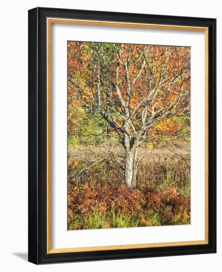 USA, Michigan, Upper Peninsula. Fall Colors in Hiawatha NF-Julie Eggers-Framed Photographic Print