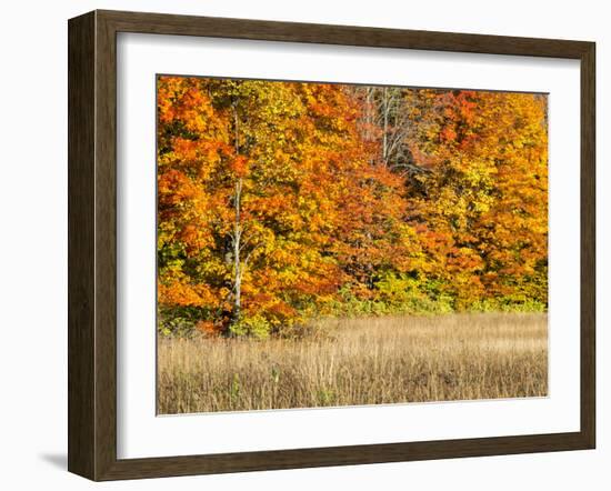 USA, Michigan, Upper Peninsula. Fall Colors in Hiawatha NF-Julie Eggers-Framed Photographic Print