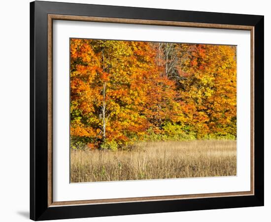 USA, Michigan, Upper Peninsula. Fall Colors in Hiawatha NF-Julie Eggers-Framed Photographic Print