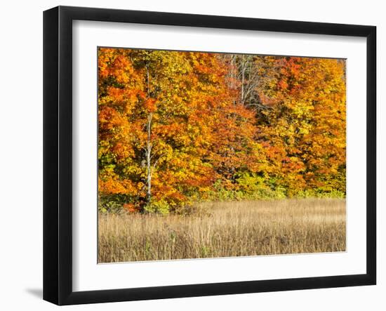 USA, Michigan, Upper Peninsula. Fall Colors in Hiawatha NF-Julie Eggers-Framed Photographic Print