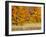 USA, Michigan, Upper Peninsula. Fall Colors in Hiawatha NF-Julie Eggers-Framed Photographic Print