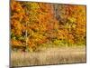 USA, Michigan, Upper Peninsula. Fall Colors in Hiawatha NF-Julie Eggers-Mounted Photographic Print