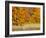 USA, Michigan, Upper Peninsula. Fall Colors in Hiawatha NF-Julie Eggers-Framed Photographic Print