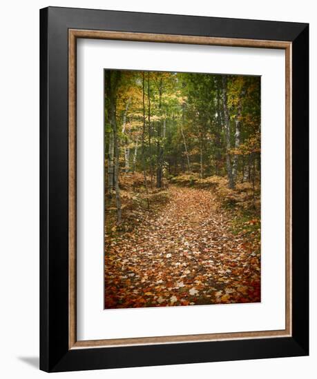 USA, Michigan, Upper Peninsula. Leaf Lined Trail in the Hiawatha NF-Julie Eggers-Framed Photographic Print