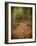 USA, Michigan, Upper Peninsula. Leaf Lined Trail in the Hiawatha NF-Julie Eggers-Framed Photographic Print