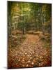 USA, Michigan, Upper Peninsula. Leaf Lined Trail in the Hiawatha NF-Julie Eggers-Mounted Photographic Print