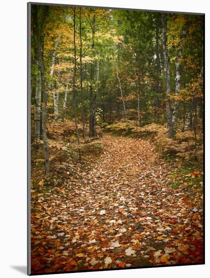 USA, Michigan, Upper Peninsula. Leaf Lined Trail in the Hiawatha NF-Julie Eggers-Mounted Photographic Print