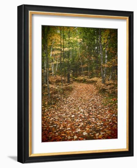 USA, Michigan, Upper Peninsula. Leaf Lined Trail in the Hiawatha NF-Julie Eggers-Framed Photographic Print