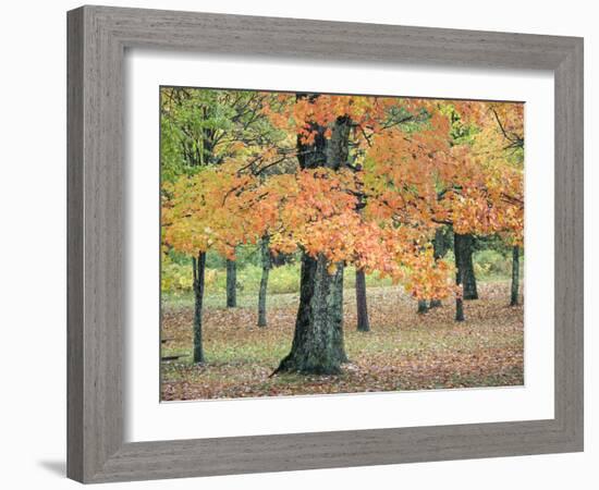 USA, Michigan, Upper Peninsula. Pine Trees in Autumn-Julie Eggers-Framed Photographic Print