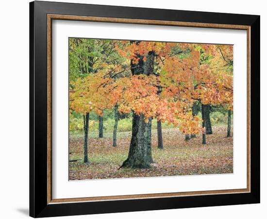 USA, Michigan, Upper Peninsula. Pine Trees in Autumn-Julie Eggers-Framed Photographic Print