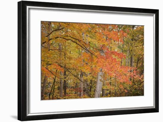 USA, Michigan, Upper Peninsula. Red Maple Trees in Autumn Color-Don Grall-Framed Photographic Print