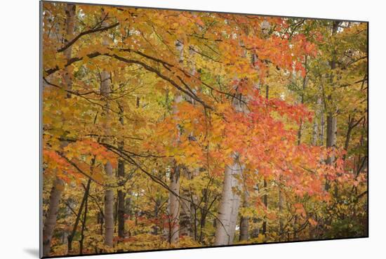 USA, Michigan, Upper Peninsula. Red Maple Trees in Autumn Color-Don Grall-Mounted Photographic Print