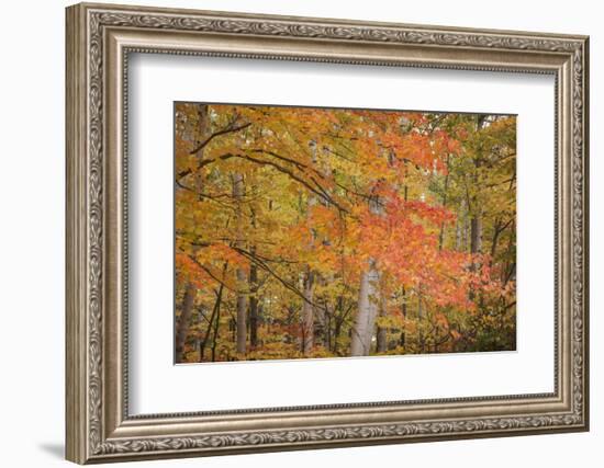 USA, Michigan, Upper Peninsula. Red Maple Trees in Autumn Color-Don Grall-Framed Photographic Print