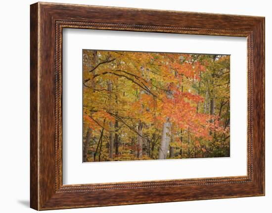 USA, Michigan, Upper Peninsula. Red Maple Trees in Autumn Color-Don Grall-Framed Photographic Print