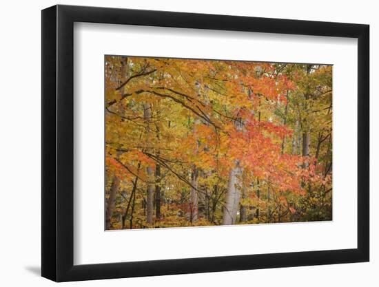 USA, Michigan, Upper Peninsula. Red Maple Trees in Autumn Color-Don Grall-Framed Photographic Print