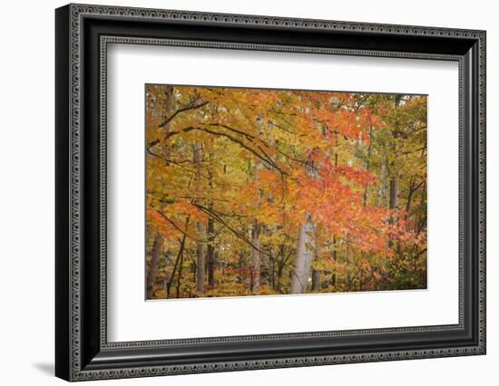 USA, Michigan, Upper Peninsula. Red Maple Trees in Autumn Color-Don Grall-Framed Photographic Print