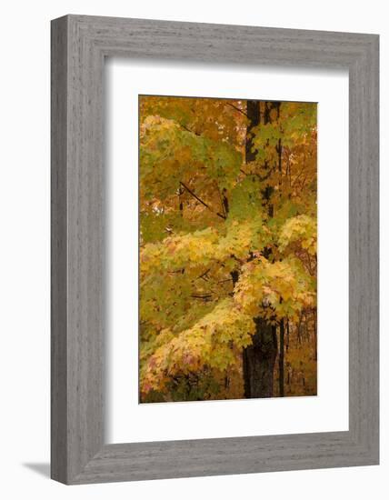 USA, Michigan, Upper Peninsula. Red Maple Trees in Autumn Color-Don Grall-Framed Photographic Print