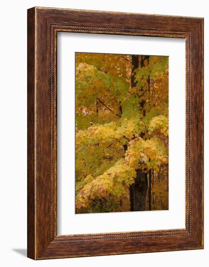 USA, Michigan, Upper Peninsula. Red Maple Trees in Autumn Color-Don Grall-Framed Photographic Print