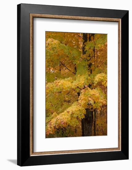 USA, Michigan, Upper Peninsula. Red Maple Trees in Autumn Color-Don Grall-Framed Photographic Print