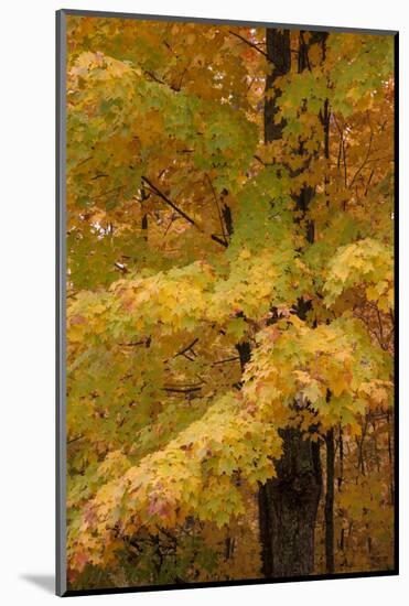 USA, Michigan, Upper Peninsula. Red Maple Trees in Autumn Color-Don Grall-Mounted Photographic Print