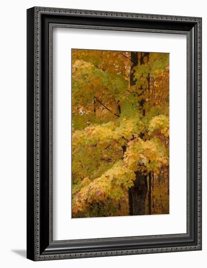 USA, Michigan, Upper Peninsula. Red Maple Trees in Autumn Color-Don Grall-Framed Photographic Print